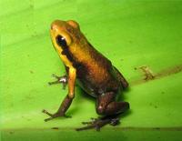 : Ranitomeya tolimense; Poison Frog