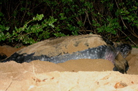 : Dermochelys coriaceas; Leatherback Sea Turtle