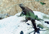 : Sceloporus orcutti; Granite Spiny Lizard