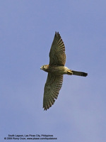 Eurasian Kestrel Scientific name - Falco tinnunculus