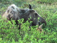 Moose, Mother & Calf. Photo by Joe Faulkner. All rights reserved.