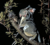 South African lesser bushbaby (Galago moholi)