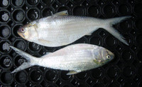 Sardinella brachysoma, Deepbody sardinella: fisheries