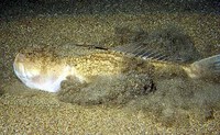 Uranoscopus scaber, Atlantic stargazer: fisheries, gamefish