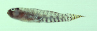 Eviota storthynx, Storthynx pygmy goby: