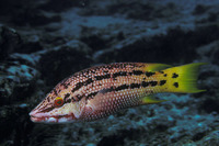 Bodianus diplotaenia, Mexican hogfish: aquarium