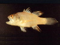 Neamia octospina, Eightspine cardinalfish: