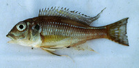 Limnochromis auritus, Spangled cichlid: aquarium
