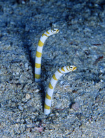 Gorgasia preclara, Splendid garden eel: