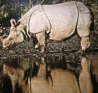 Image of: Rhinoceros unicornis (Indian rhinoceros)