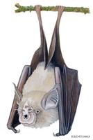 Image of: Rhinolophus denti (Dent's horseshoe bat)