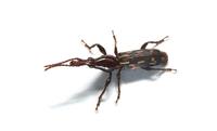 Image of: Brentidae (straight-snouted weevils)