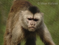 Cebus olivaceus - Weeping Capuchin