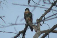 Orange-breasted Falcon - Falco deiroleucus