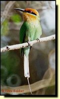 Boehm's Bee-eater - Merops boehmi