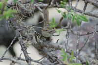 Madagascar Brush-Warbler - Nesillas typica