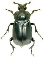 검정송장벌레 - Nicrophorus concolor
