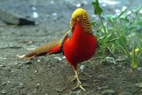 Golden Pheasant (Male)