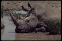 : Ceratotherium simum; White Rhinoceros