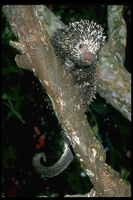 : Coendou prehensilis; Brazilian Porcupine