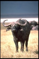 : Syncerus caffer caffer; Cape Buffalo