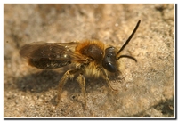 : Andrena haemorrhoa