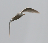흰갈매기 날다