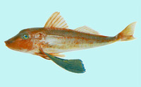 Chelidonichthys kumu, Bluefin gurnard: fisheries