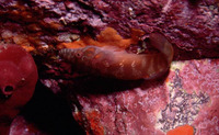 Lepadogaster candolii, Connemarra clingfish: