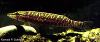 Esox americanus vermiculatus, Grass pickerel: gamefish, aquarium