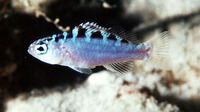 Serranus tortugarum, Chalk bass: aquarium