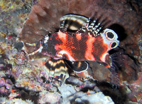 Dendrochirus biocellatus, Twospot turkeyfish: aquarium