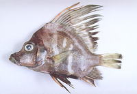 Histiopterus typus, Sailfin armourhead: fisheries