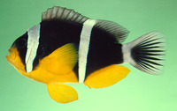 Amphiprion fuscocaudatus, Seychelles anemonefish: aquarium