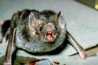 Image of: Desmodus rotundus (vampire bat)