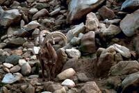 Capra ibex - Alpine Ibex