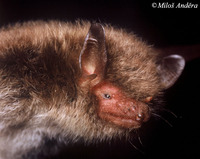 Myotis daubentonii - Daubenton's Bat