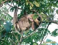 Choloepus hoffmanni - Hoffmann's Two-toed Sloth