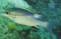 Image of: Scolopsis bilineatus (bridled monocle bream)