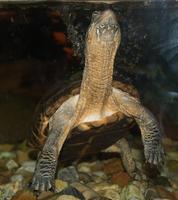 Image of: Chinemys reevesii (Reeves' turtle)