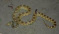 Image of: Pituophis catenifer (gopher snake)
