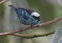 Beryl-spangled Tanager (Tangara nigroviridis) photo