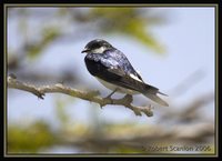Mangrove Swallow - Tachycineta albilinea