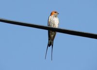 Lesser Striped-Swallow - Cecropis abyssinica