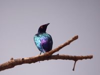 Purple Glossy-Starling - Lamprotornis purpureus