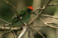 Swallow-tailed  manakin  (juv.)   -   Chiroxiphia  caudata