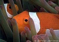 Clown Anemonefish - Amphiprion ocellaris