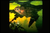 : Bufo marinus; Marine Toad