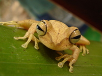 : Hypsiboas fasciatus; Tree Frog