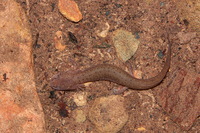 : Pseudotriton ruber; Blue Ridge Red Salamander